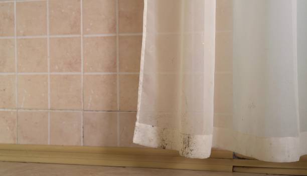 Professional Mold Removal in Columbia City, OR
