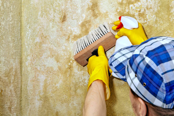 Best Commercial Mold Inspection  in Columbia City, OR