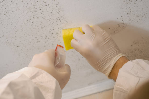 Mold Documentation for Insurance Claims in Columbia City, OR