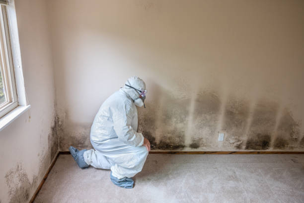 Best Mold Remediation for Healthcare Facilities  in Columbia City, OR