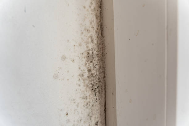 Best HVAC Mold Inspection and Cleaning  in Columbia City, OR
