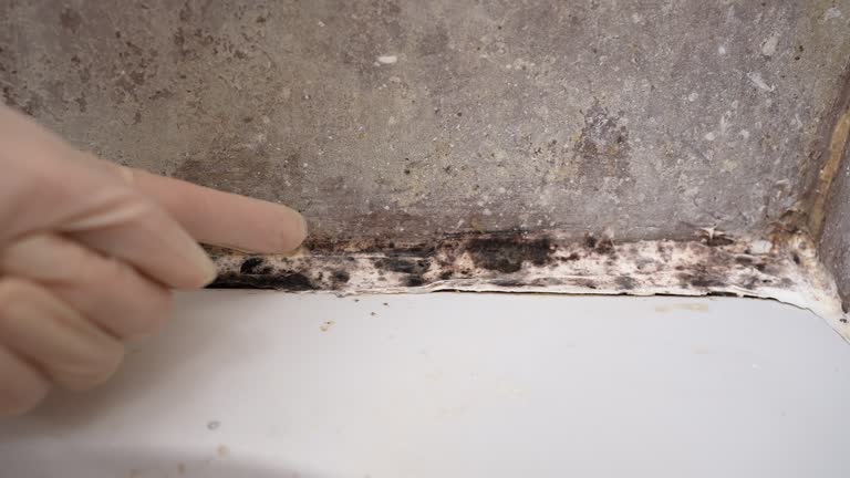 Best Industrial Mold Remediation  in Columbia City, OR